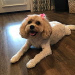 Un Cavachon allongé sur un plancher et ayant la gueule légèrement ouverte 