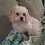 Un Cavachon assis sur un canapé et regardant vers la caméra 