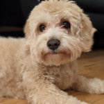 Un Cavachon allongé sur un plancher et semblant détendu