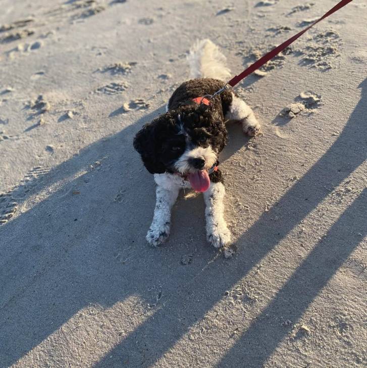 Un Cavachon allongé sur une surface sableuse et qui est tenu en laisse 
