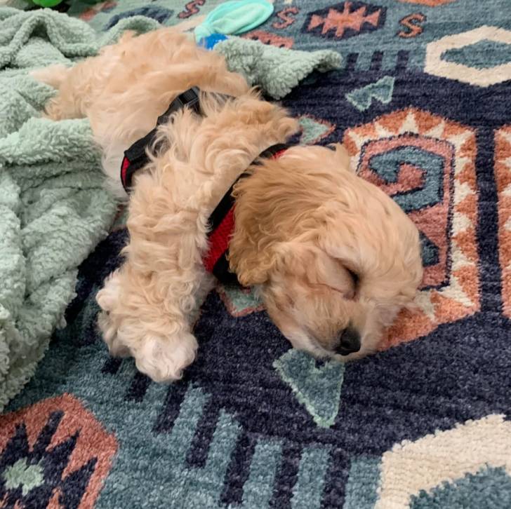 Un Cavachon allongé sur un tapis et semblant dormir 