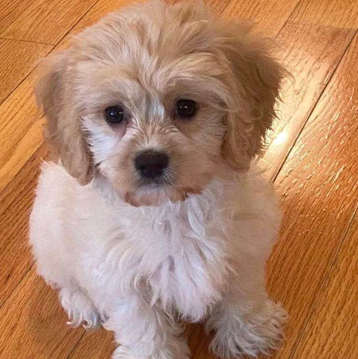 Un Cavachon assis sur un plancher et regardant vers la caméra 