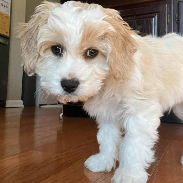 Un Cavachon sur un plancher et regardant vers la caméra 
