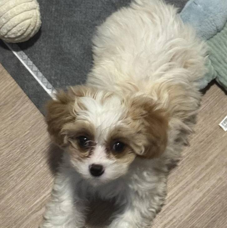 Un Cavachon allongé sur un plancher et regardant vers la caméra