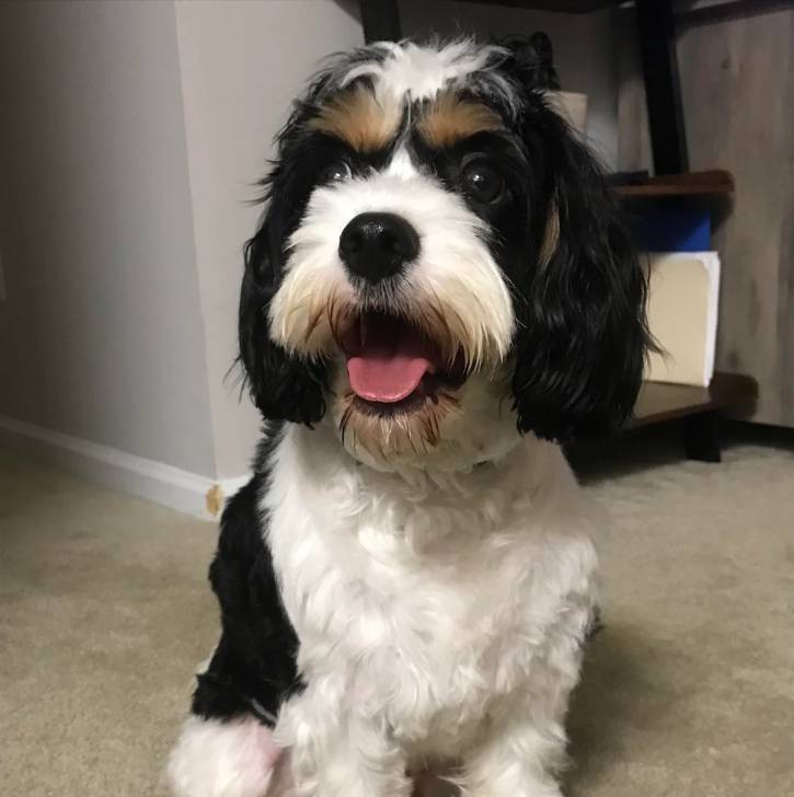 Un Cavachon assis sur une moquette et ayant la gueule légèrement ouverte 