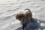 Un Cavachon sur une surface enneigée et qui est tenu en laisse 