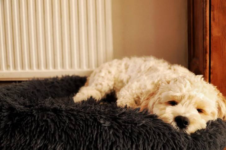 Un Cavachon allongé dans un panier et semblant épuisé