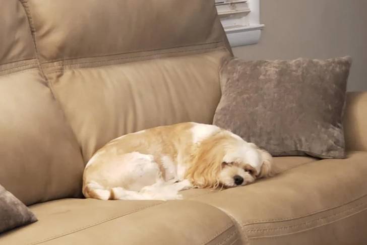 Un Cavachon allongé sur un canapé et semblant dormir 