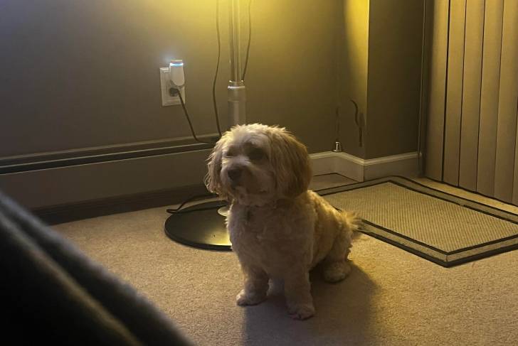 Ub Cavachon assis sur une moquette et portant un collier autour du cou