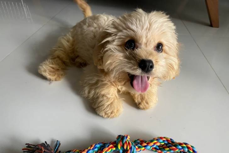 Un Cavachon allongé sur un sol carrelé et tirant la langue