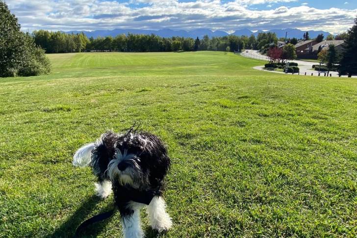 Un Cavachon sur une surface herbacée et qui est tenu en laisse 