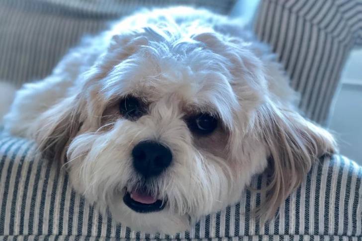 Un Cavachon allongé sur un canapé et regardant vers la caméra