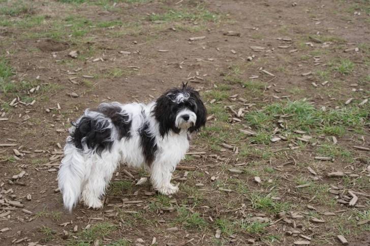 Un Cavachon sur un terrain herbeux et regardant vers la caméra 
