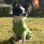 Un Cavalon assis sur une surface herbacée et portant un habit pour chien