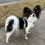 Un Cavalon sur un trottoir et qui est tenu en laisse