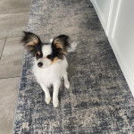 Un Cavalon assis sur un tapis 