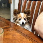 Un Cavalon assis sur une chaise et semblant détendu 