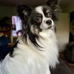 Un Cavalon assis et regardant vers la caméra 