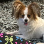 Un Cavalon allongé sur un tapis et tirant la langue 