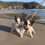 Deux Cavalon sur une surface sableuse et qui sont tous deux tenus en laisse 