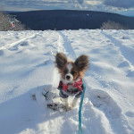 Un Cavalon sur une surface enneigée et qui est tenu en laisse 