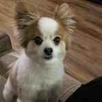 Un Cavalon assis sur un canapé et regardant la caméra 