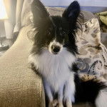 Un Cavalon assis sur un canapé et regardant la caméra 