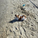 Un Cavalon allongé sur une surface sableuse et semblant détendu 