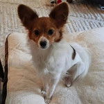 Un Cavalon assis sur un canapé et regardant vers la caméra 