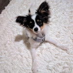 Un Cavalon allongé sur un tapis et portant un harnais 