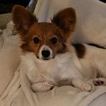 Un Cavalon allongé sur un canapé et regardant la caméra