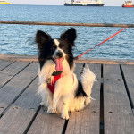Un Cavalon assis sur un pont en bois ayant la langue pendante et qui est tenu en laisse 