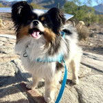 Un Cavalon tirant la langue et qui est tenu en laisse 