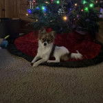 Un Cavalon allongé devant un sapin Noël