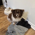 Un Cavalon assis sur un plancher et regardant la caméra 