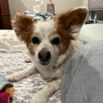 Un Cavalon allongé sur un lit et regardant vers la caméra 