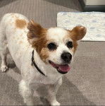 Un Cavalon sur une moquette et portant un collier autour du cou