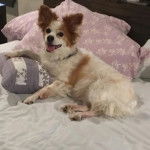 Un Cavalon allongé sur un lit et portant un collier autour du cou