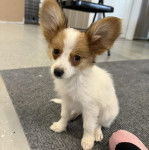 Un Cavalon assis sur un tapis et semblant détendu