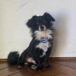 Un Cavalon assis sur un plancher et portant un collier autour du cou