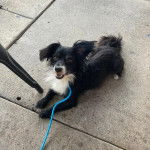 Un Cavalon allongé sur une surface bétonnée et qui est tenu en laisse 