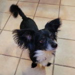 Un Cavalon sur un sol carrelé et semblant détendu