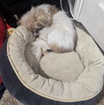 Un Cavalon allongé dans un panier et semblant dormir 