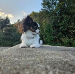 Un Cavalon allongé sur un muret en béton et portant un collier autour du cou 