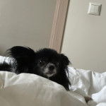 Un Cavalon allongé sur un lit et regardant vers la caméra