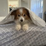 Un Cavalon allongé sur un lit et couvert par un drap