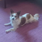 Un Cavalon allongé sur une moquette et portant un collier autour du cou