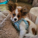 Un Cavalon allongé sur un canapé et portant un harnais 