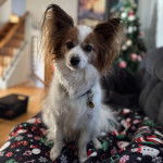 Un Cavalon assis sur un canapé et portant un collier autour du cou