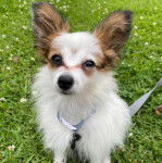 Un Cavalon assis sur une surface herbacée et qui est tenu en laisse 